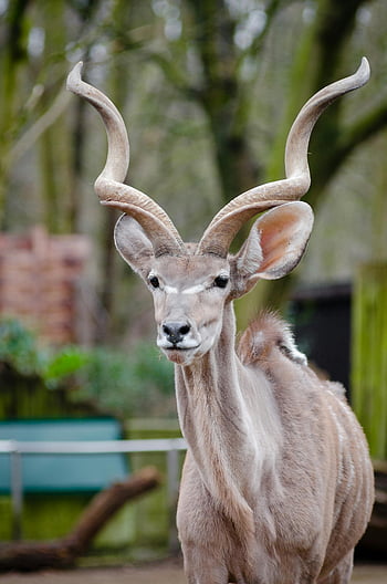 větší kudu, spirálovité rohy, majestátní zvíře, Venkovní stanoviště, Přírodní krásy, detailní fotografie, fotografování divoké zvěře, druhy antilopy, Působivé rohy, hnědá kožešina, divoké zvíře