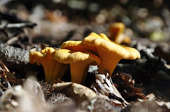 μανιτάρια, chanterelles, εποχή, φαγητό, δάσος, φύση