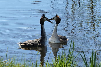 great Crested Grebe, grebe, mate, nature, spring, ditch, bird, waterfowl, water