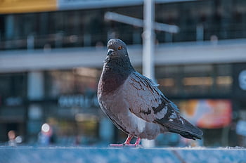 pigeon, city, dove, bird, animal, plumage, feather, pigeons, foraging, urban, beak