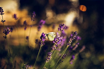 lilla blomster, lavendel blomster, sommerfugl, sommerhave, blød bokeh, fredelig scene, hvid sommerfugl, blomsterfotografi, naturfotografering, have scene