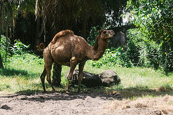 brown camel, grass, dromedary camel, lush landscape, sunny, Bali, Indonesia, outdoor, nature, wildlife, animal