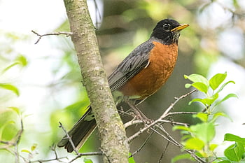 americký robin, pták, pěvec, volně žijících živočichů, ptačí, Příroda, ornitologie, turdus migratorius, stěhovavých ptáků, venku, letní