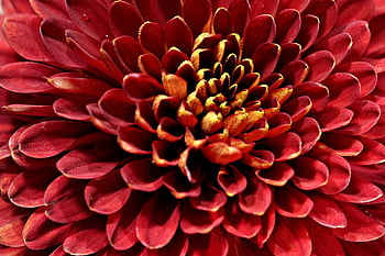 chrysanthème, rouge, fleur, fermer, fond de fleur, belles fleurs, papier peint à fleurs, la nature, flore, Floraison, pétales