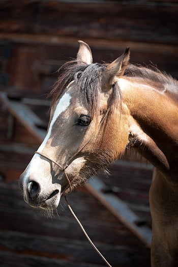 føll, hest, hode, dyr, natur, ungt dyr, ponni, årsgamle, brun hest, brakk, hoppe
