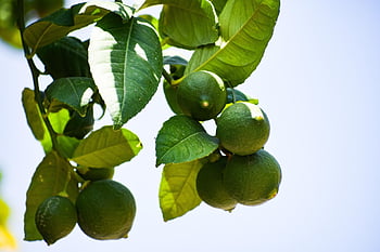 lemon, unripe, green, fruit, tree, leaves, citrus, nutrition, food, tropical, nature
