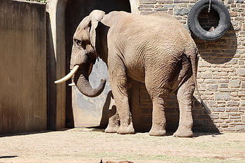 elefant, natur, african bush elefant, Zoo, elefantens bagagerum, Elefant tænder, pattedyr, stort dyr, dyr, dyreliv, dyrenes verden