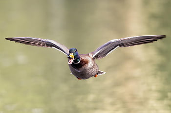 duck, mallard, wings, bird, water Bird, birdwatching, flying, flying Bird, plumage, animal, ornithology