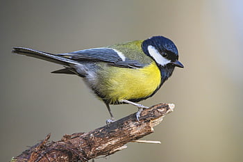 great Tit, bird, animal, feathers, plumage, wildlife, nature, songbird, bird Watching, ornithology, beak