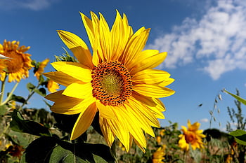 sunflower, plants, fields, agriculture, nature, seeds, yellow Color, sunflower Oil, decorative, botanical, flora