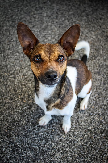 Jack Russell, Hund, Haustier, Tier, Hündchen, süß, Osterhund