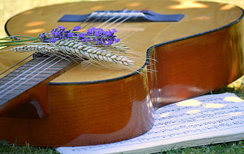 kytara, levandule, Noty, hudba, nástroj, špice, letní koncert, klasická kytara, dělat hudbu, koncertní kytara, stupně