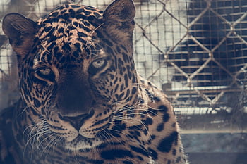 hnědý leopard, Drátěný plot, zoo, detail, Stávkující oči, vzorovaná kožešinová, fotografování zvířat, volně žijících živočichů, velká kočka, zajetí, Příroda