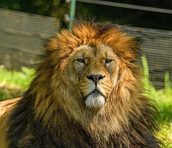 lion, male, zoo, wild, pet, panthera, panthera Leo, barbary Lion, mammal, feline, nature