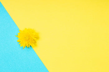 flower, hd Wallpaper, minimalist, background, dandelion, bloom, yellow, blue, colorful, valentines, minimal