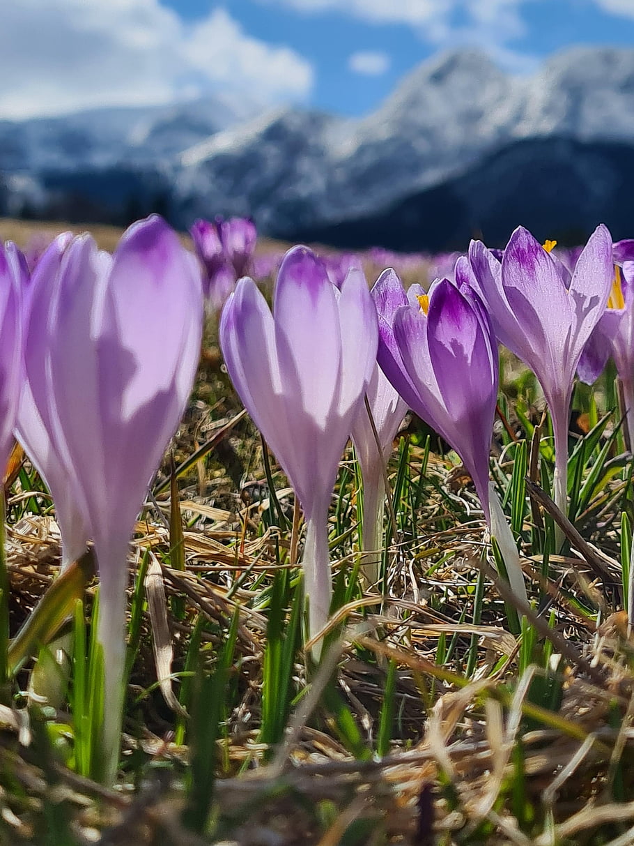 crocuses, flowers, plants, petals, beautiful Flowers, bloom, flower Wallpaper, field, flower Background, nature, spring
