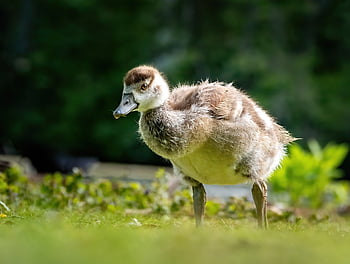 egyptian Goose, water Bird, wild Goose, goose, nature, chick, wildlife, goslings, plumage, offspring, bird