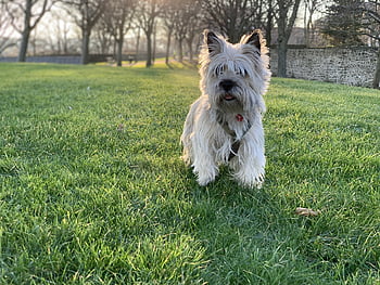 cairn, dog, terrier