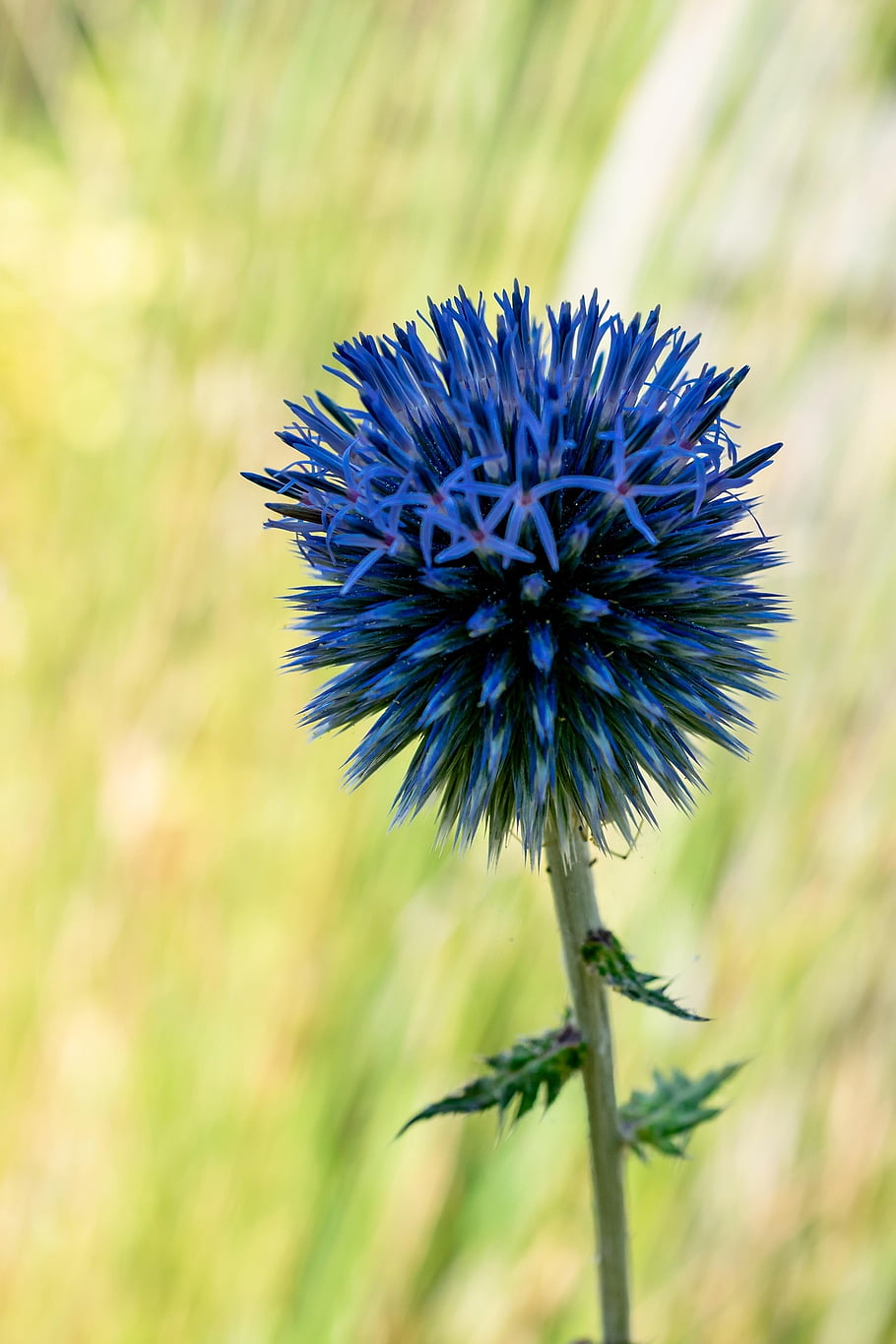 cardo, fiorire, fioritura, Thistle ghiandolare del globo, flora, avvicinamento, fiore blu