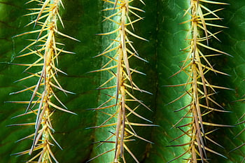 cactus thorns, green background, sharp thorns, close-up texture, vibrant colors, cactus plant, detailed close-up, green and brown, plant texture, cactus detail, thorn close-up