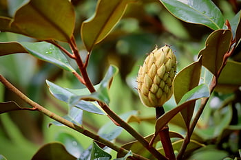 magnolia sempreverde, magnolia grandiflora, germoglio, le foglie, albero, natura, rami