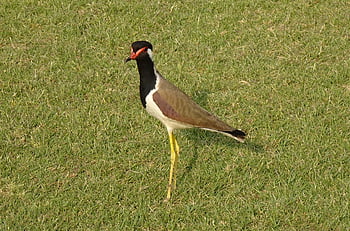 pták, červeno-wattled lapwing, vanellus indicus, čejka chocholatá, kulík, ptačí, volně žijících živočichů, ornitologie, stojící, fauna, Příroda