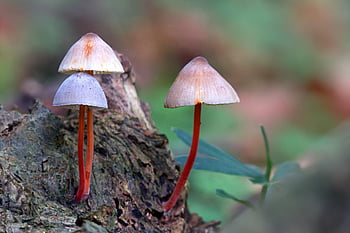 mushroom, saprophyte, mycology, helmling, nature, mycena Crocata, forest, wood, decomposition