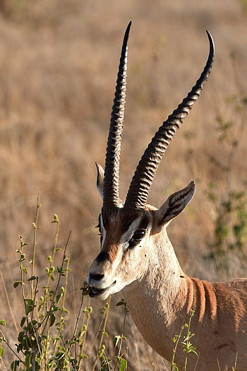 Grantova gazela, zvíře, savec, Nanger Granti, divoké zvíře, volně žijících živočichů, fauna, divočina, Příroda, lewa, Keňa
