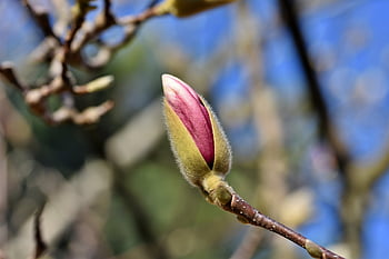μαγνολία, δέντρο μανόλιας, Οικογένεια Magnolia, λουλούδι μανόλιας, άνθη, ροζ, Άνοιξη Bloomers, μπουμπούκι, ανθίζω, φυτό, φύση