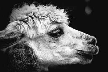 alpaca, close-up, black and white, portrait, wool texture, eye detail, animal, farm animal, fluffy, mammal, monochrome