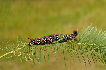 euphoria Moth, larva, caterpillar, moth, animal, nature, invertebrate, arthropod, vegetation, close Up, plant