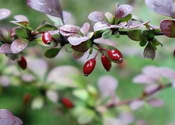 Berberis, ramo, crespino, cespuglio di spine, botanica, giardino, natura