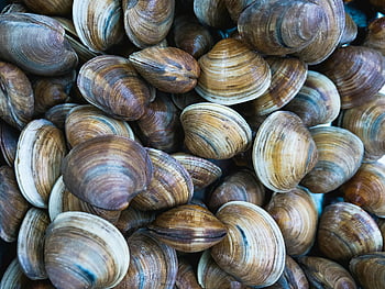 čerstvé škeble, přírodní textura, displej škeble, plody moře, měkkýšů, trhu, škeble, Clam Colors, čerstvé mořské plody, odrůda škeble, Textura škeble