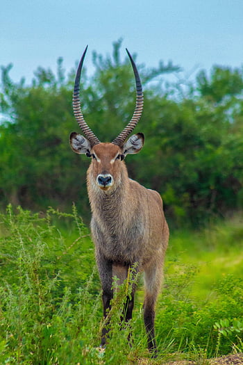 waterbuck, antilop, szafari, állat, vadvilág, emlős, vad, vadon, természet, Mucrhison Nemzeti Park, uganda