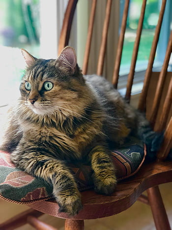 kočka, mourovatá kočka, sedí na židli, dřevěná židle, krytý, oknem, detailní fotografie, Okouzlující portrét, Lounging Cat, pet fotografování, fotografování zvířat