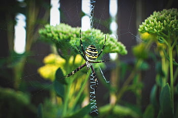 クモ、 クモの巣、 ウェブ、 オーブ、 ウィーバー、 昆虫、 バグ、 くも膜恐怖症、 自然、 野生動物、 動物の世界