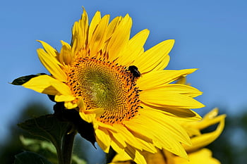 abeja, insecto, girasol, flor, polinización, planta, naturaleza, polinizar, floración, entomología