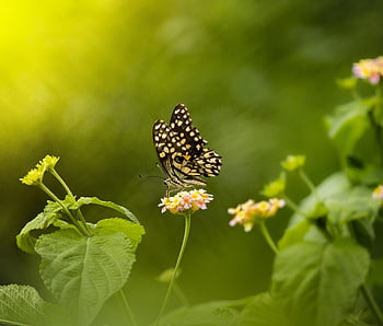 insect, full Hd Wallpaper, butterfly, laptop Wallpaper, entomology, nature Background, free Background, pollination, hd Wallpaper, desktop Backgrounds, macro