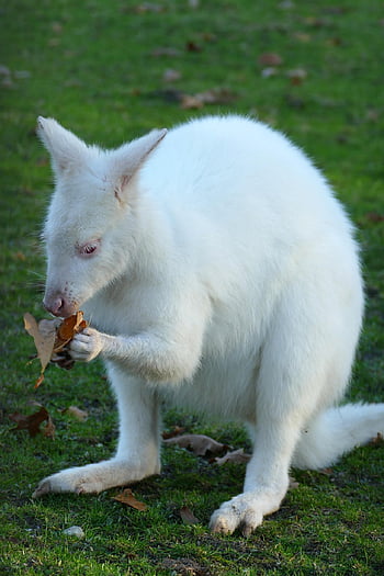 valabi, kanguru, keseli, memeli, albino, fauna, doğa, beyaz