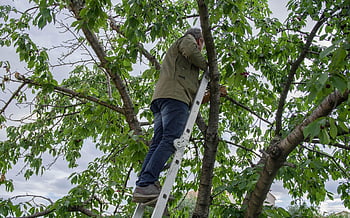 cherry, harvest, ladder, picker, garden