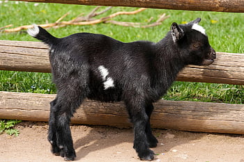 capra, cortile della fattoria, accoppiamento, animale, capra domestica, giovane capra, piccolo animale, allevamento di bestiame