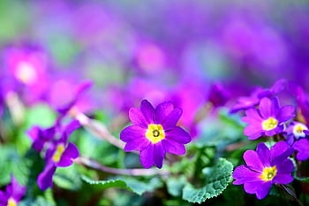 Primel, Blume, Frühling, blühen, Natur, Blumen Hintergrund, Flora, Magenta, hell, schöne Blumen, Blumentapete