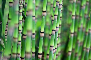 přeslička, equisetum hyemale, zimní přeslička, končetiny stonků, léčivé rostliny, Polní plevele, zelená, Příroda