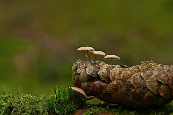 houby, rostlin, muchomůrka, mykologie, les, divoký, mech, borová šiška, Příroda