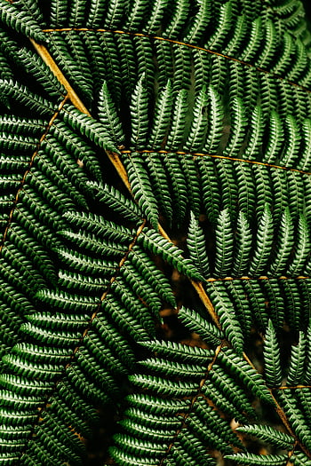 green fern leaves, nature, close-up view, intricate fern leaves, vivid green foliage, natural foliage, fern fronds, greenery, botanical, plant life, forest plants