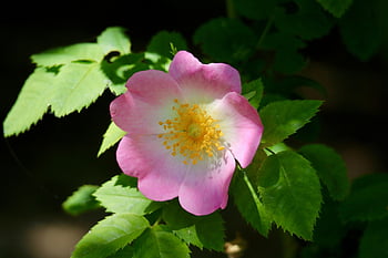 dog Rose, rose Hip, petals, rosa Canina, stamens, blossom, bloom, shrub, ornamental Shrub, bush Rose, wild Rose