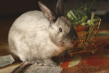 dwarf Rabbit, color Dwarf, domestic Animal, rabbits, dwarf Bunny, rabbit, cute, animal, easter Bunny, easter, charming