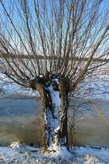 pollard Willow, snow, ditch Side, ditch, polder, landscape, willow, nature