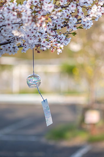 furin, zvonkohry, Japonská zvonkohra, sakura, Třešňový květ, Japonský větrný zvon, Skleněný větrný zvonek, kultura, tradice, svatyně, chrám
