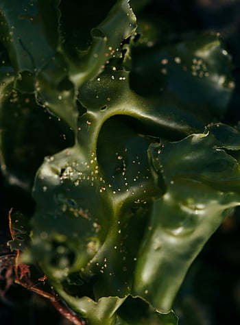 alghe verdi, fotografia ravvicinata, immagine dettagliata, trame naturali, alghe fresche, pianta marina, Flora oceanica, vegetazione acquatica, Modelli di alghe, macrofotografia